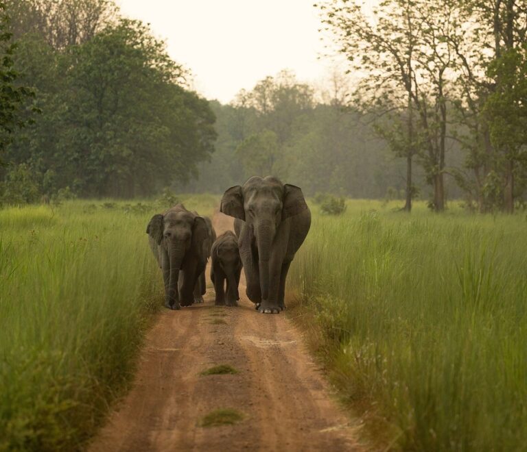 Where to visit in India with kids