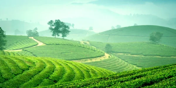 2n 3d Munnar Tour Package Slider